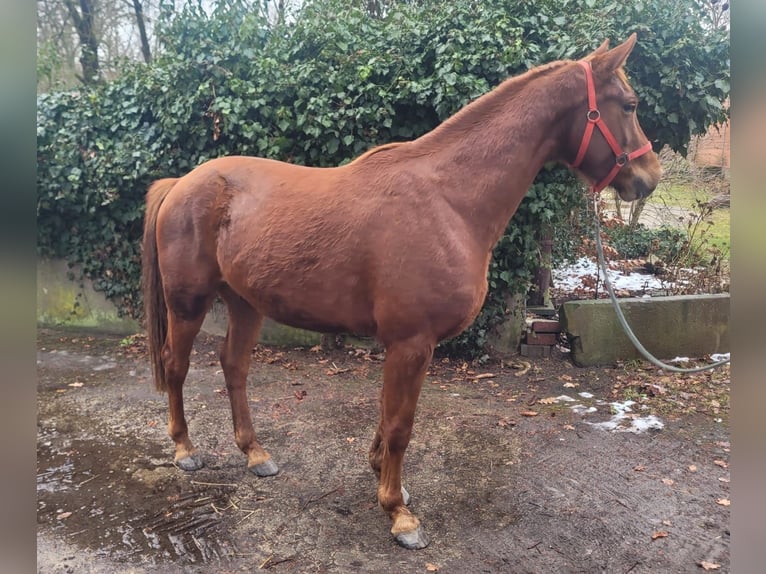 Hanovrien Hongre 4 Ans 167 cm Alezan in Weste