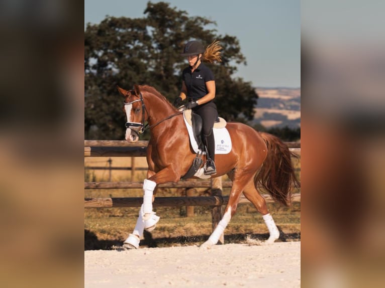 Hanovrien Hongre 4 Ans 167 cm Alezan in montbrison
