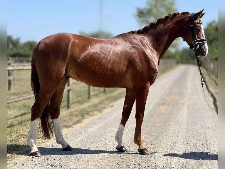 Hanovrien Hongre 4 Ans 167 cm Alezan in montbrison