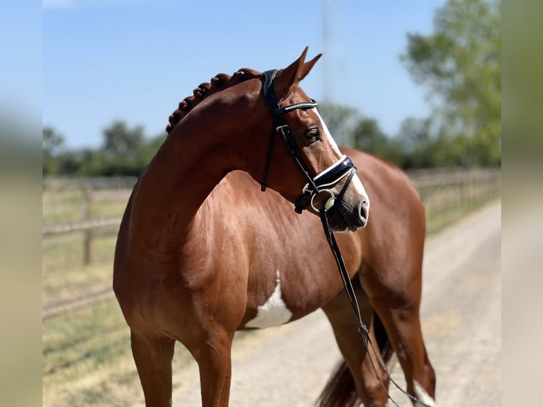 Hanovrien Hongre 4 Ans 167 cm Alezan in montbrison
