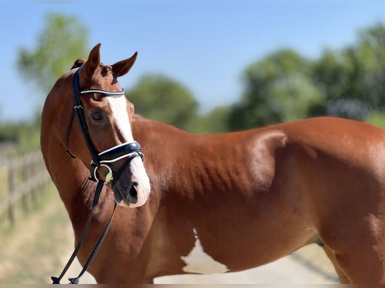 Hanovrien Hongre 4 Ans 167 cm Alezan in montbrison