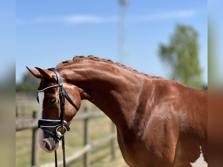 Hanovrien Hongre 4 Ans 167 cm Alezan in montbrison