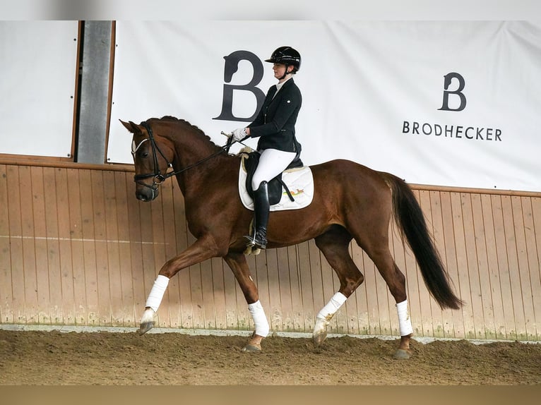 Hanovrien Hongre 4 Ans 167 cm Alezan in Riedstadt