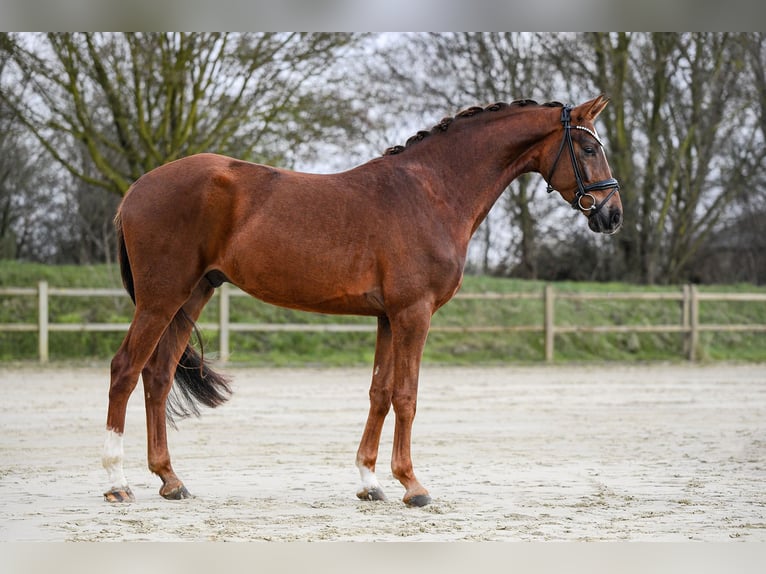 Hanovrien Hongre 4 Ans 167 cm Alezan in Riedstadt