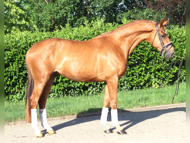 Hanovrien Hongre 4 Ans 167 cm Alezan in Selsingen