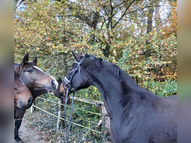 Hanovrien Hongre 4 Ans 167 cm Bai brun in Barenburg