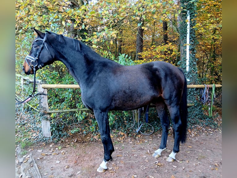 Hanovrien Hongre 4 Ans 167 cm Bai brun in Barenburg