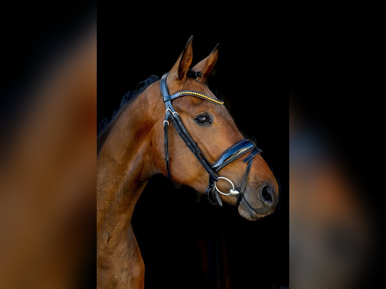 Hanovrien Hongre 4 Ans 167 cm Bai brun in Rosenheim