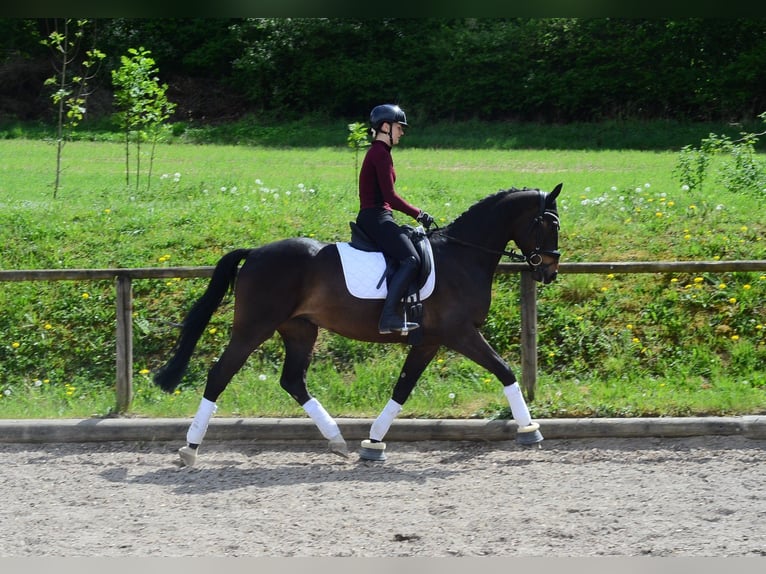 Hanovrien Hongre 4 Ans 167 cm Bai brun in Wellheim