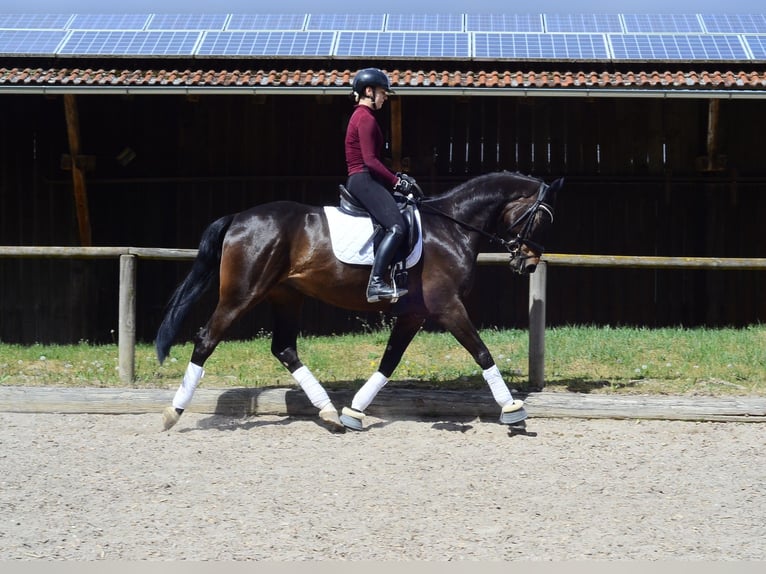 Hanovrien Hongre 4 Ans 167 cm Bai brun in Wellheim
