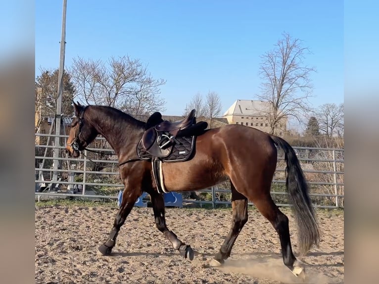 Hanovrien Hongre 4 Ans 167 cm Bai in Heidesee