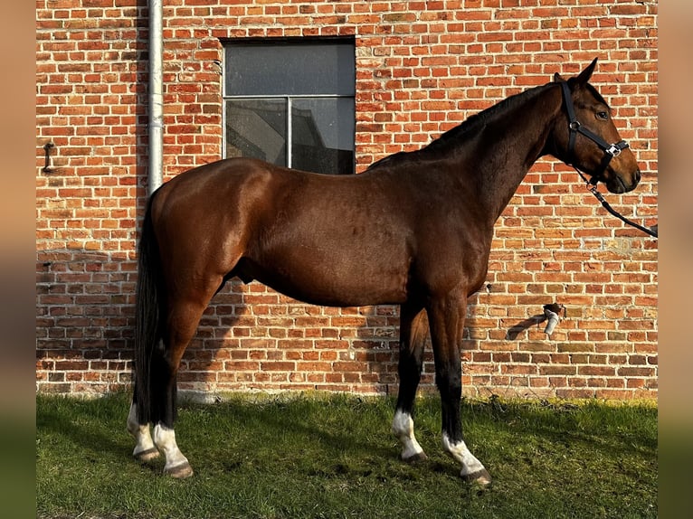 Hanovrien Hongre 4 Ans 167 cm Bai in Michaelisbruch