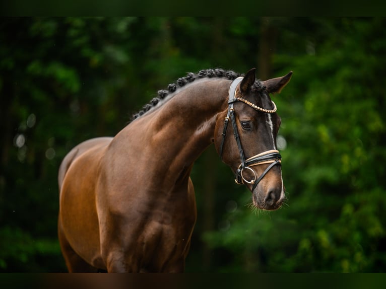 Hanovrien Hongre 4 Ans 167 cm Bai in Wehringen