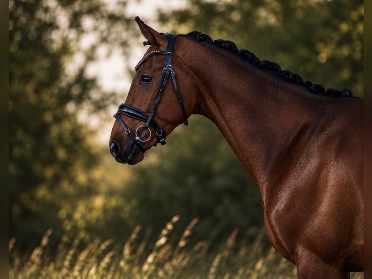 Hanovrien Hongre 4 Ans 167 cm Bai in Rosenheim