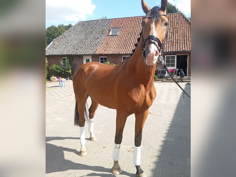 Hanovrien Hongre 4 Ans 167 cm Bai in Wesel