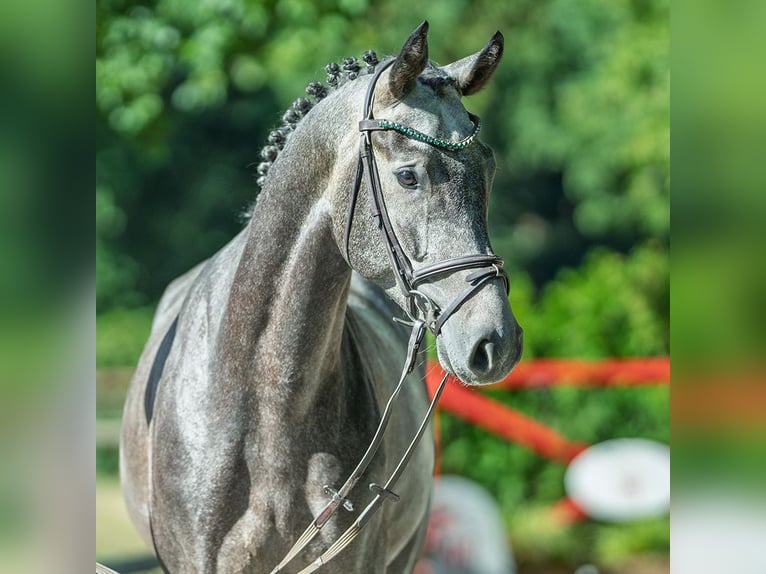 Hanovrien Hongre 4 Ans 167 cm Gris in M&#xFC;nster-Handorf