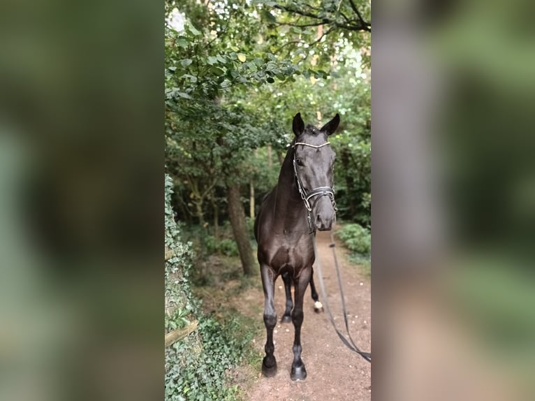 Hanovrien Hongre 4 Ans 167 cm Noir in Barenburg