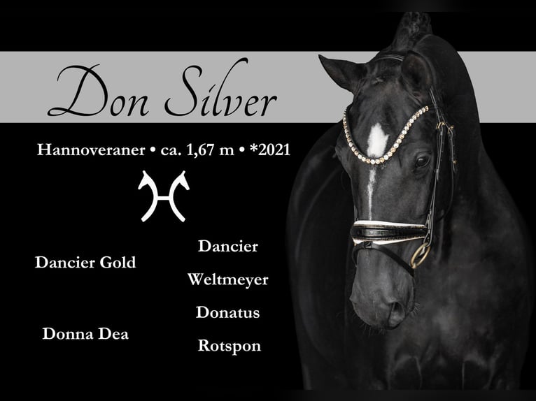 Hanovrien Hongre 4 Ans 167 cm Noir in Wehringen