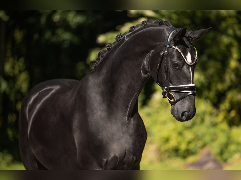 Hanovrien Hongre 4 Ans 167 cm Noir in Wehringen