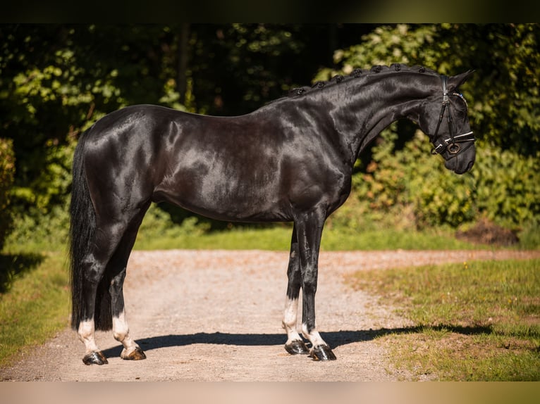 Hanovrien Hongre 4 Ans 167 cm Noir in Wehringen