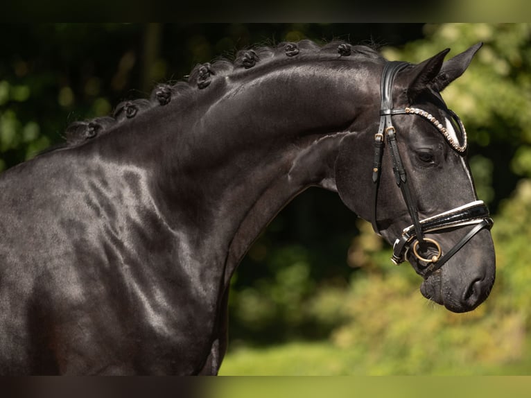 Hanovrien Hongre 4 Ans 167 cm Noir in Wehringen