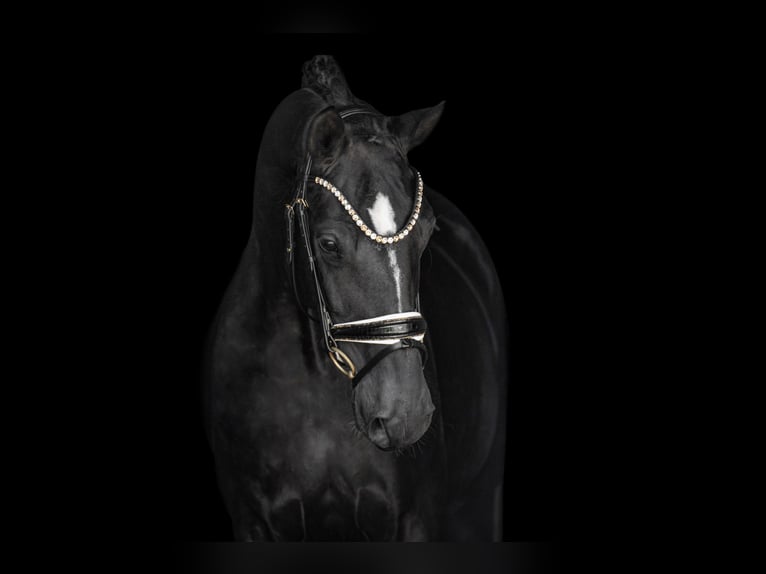 Hanovrien Hongre 4 Ans 167 cm Noir in Wehringen