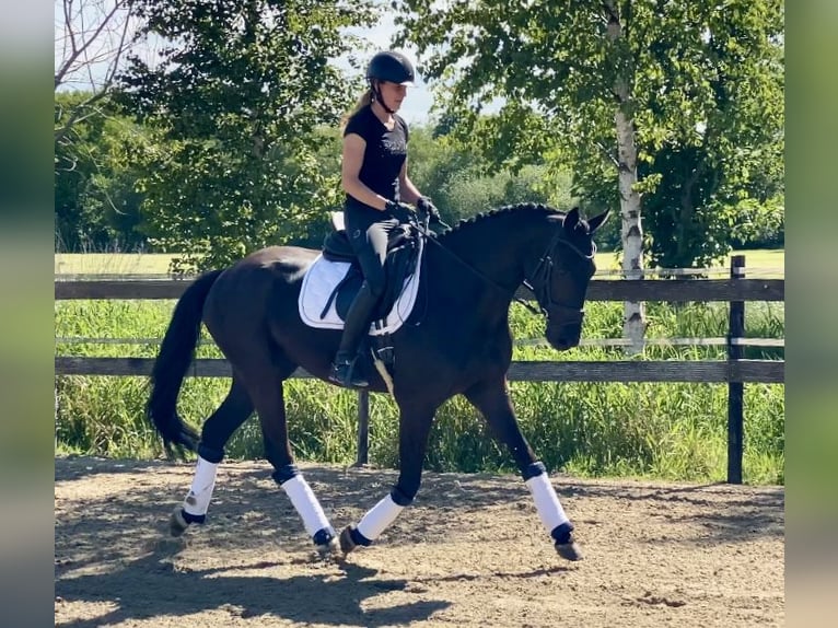 Hanovrien Hongre 4 Ans 167 cm Noir in Hude (Oldenburg)