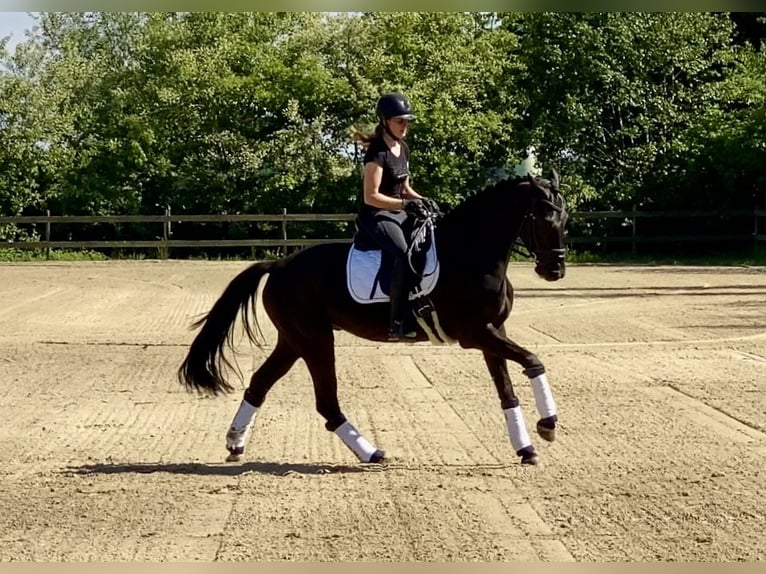 Hanovrien Hongre 4 Ans 167 cm Noir in Hude (Oldenburg)