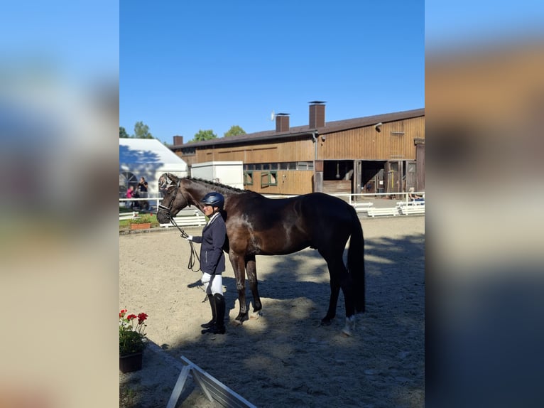 Hanovrien Hongre 4 Ans 167 cm Noir in Schwarmstedt
