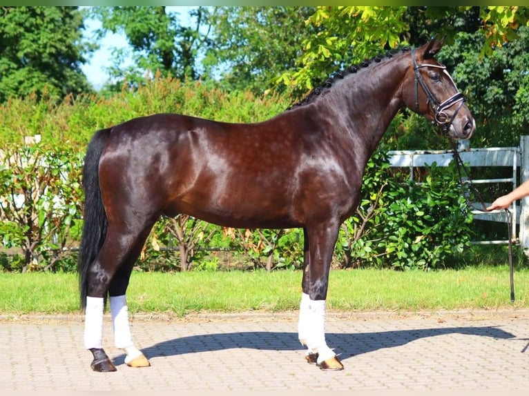 Hanovrien Hongre 4 Ans 167 cm Noir in Selsingen