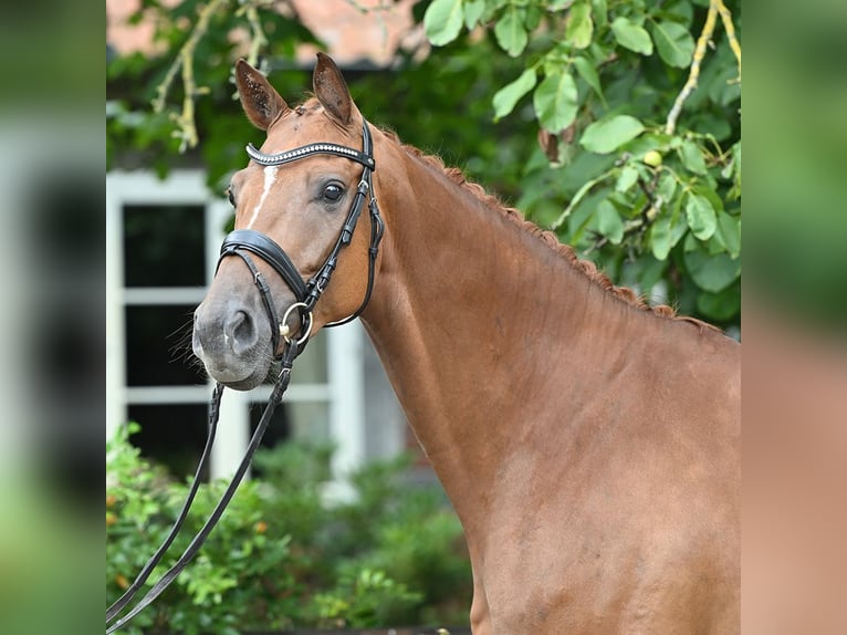 Hanovrien Hongre 4 Ans 168 cm Alezan brûlé in Bad Bevensen