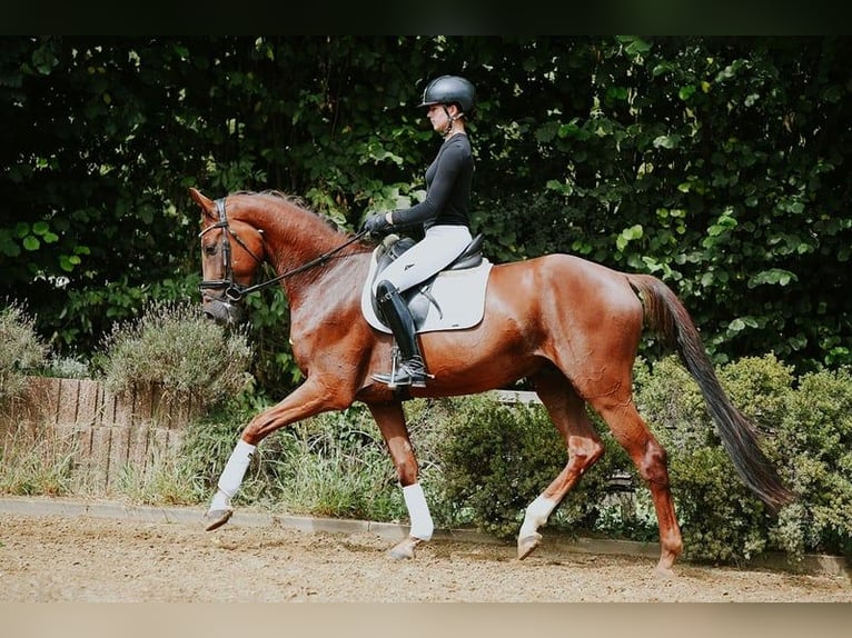 Hanovrien Hongre 4 Ans 168 cm Alezan brûlé in Riedstadt