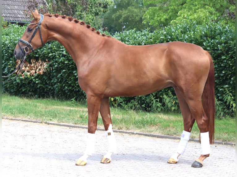 Hanovrien Hongre 4 Ans 168 cm Alezan in Selsingen