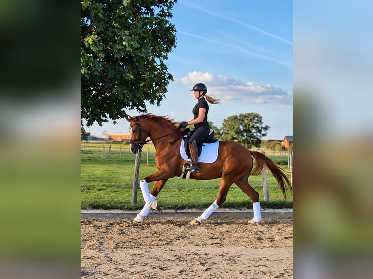 Hanovrien Hongre 4 Ans 168 cm Alezan in Krefeld