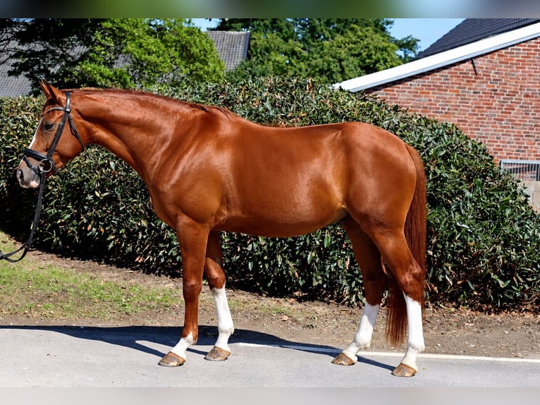 Hanovrien Hongre 4 Ans 168 cm Alezan in Krefeld
