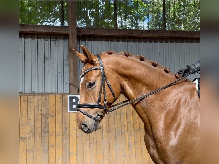 Hanovrien Hongre 4 Ans 168 cm Alezan in Hammah