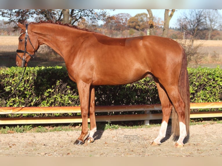 Hanovrien Hongre 4 Ans 168 cm Alezan in Hassendorf