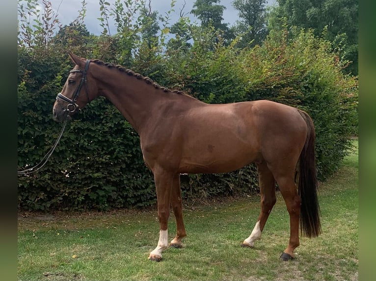 Hanovrien Hongre 4 Ans 168 cm Alezan in Hepstedt