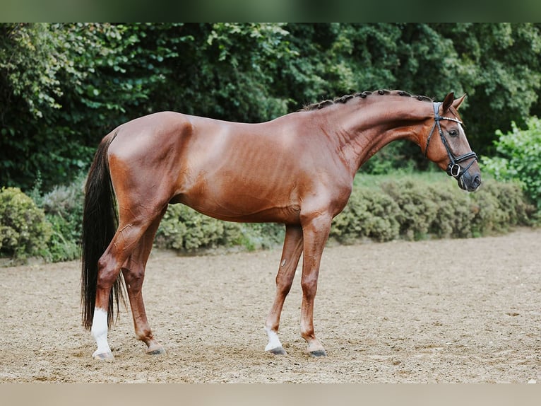 Hanovrien Hongre 4 Ans 168 cm Alezan in Riedstadt