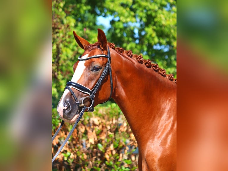 Hanovrien Hongre 4 Ans 168 cm Alezan in Selsingen