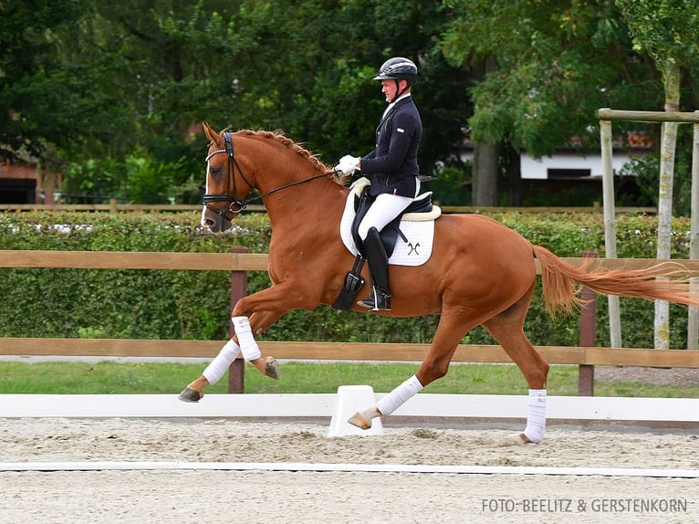 Hanovrien Hongre 4 Ans 168 cm Alezan in Verden