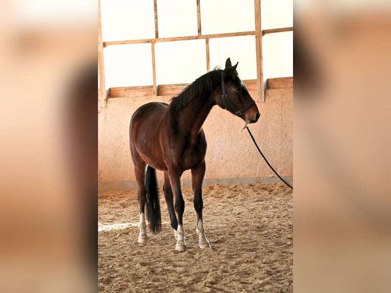 Hanovrien Hongre 4 Ans 168 cm Bai brun in Bad Pyrmont