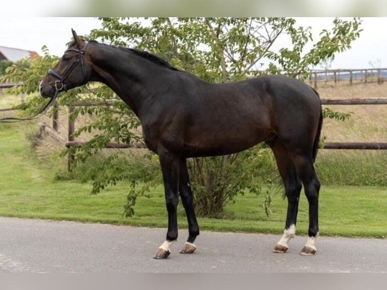 Hanovrien Hongre 4 Ans 168 cm Bai brun in Hannover