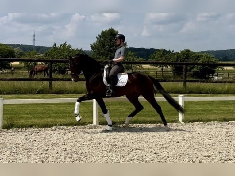 Hanovrien Hongre 4 Ans 168 cm Bai brun in Hannover