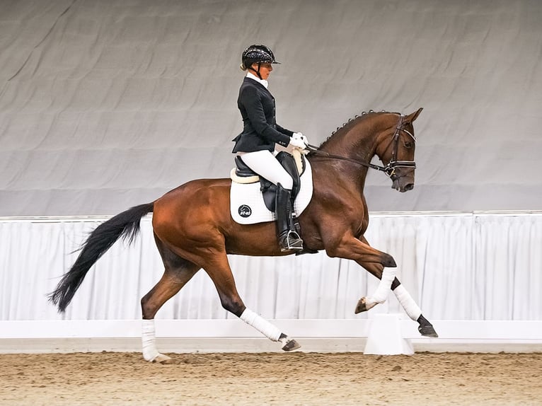 Hanovrien Hongre 4 Ans 168 cm Bai brun in Verden