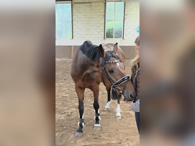 Hanovrien Hongre 4 Ans 168 cm Bai brun in Braunschweig