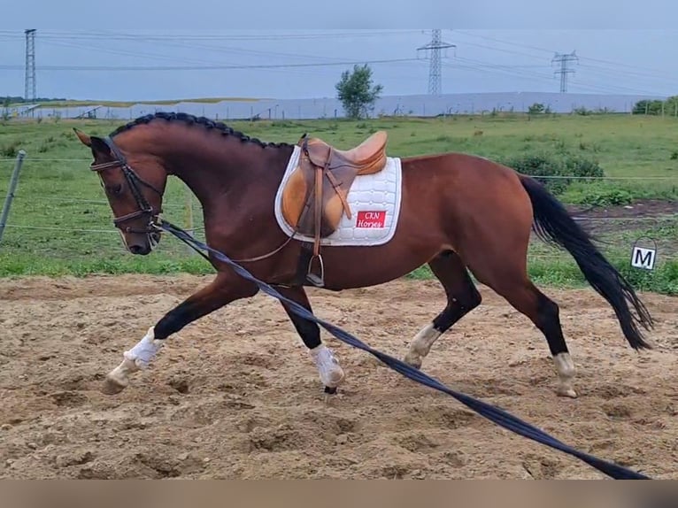 Hanovrien Hongre 4 Ans 168 cm Bai in Vorbeck