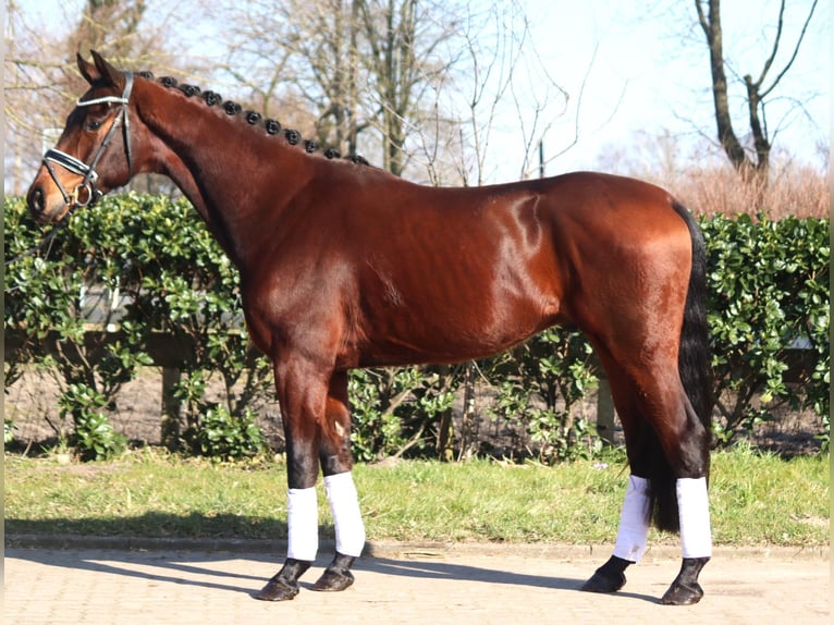 Hanovrien Hongre 4 Ans 168 cm Bai in Selsingen