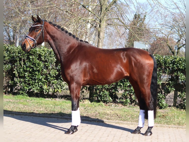 Hanovrien Hongre 4 Ans 168 cm Bai in Selsingen
