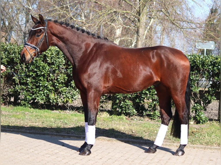 Hanovrien Hongre 4 Ans 168 cm Bai in Selsingen